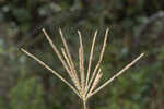 Saltmarsh fingergrass